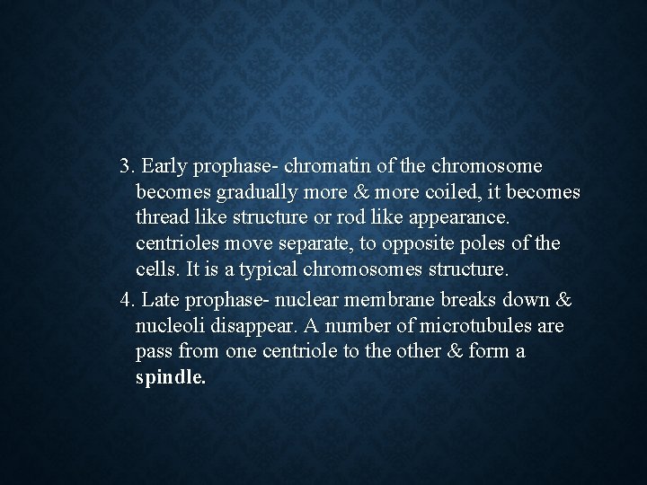 3. Early prophase- chromatin of the chromosome becomes gradually more & more coiled, it
