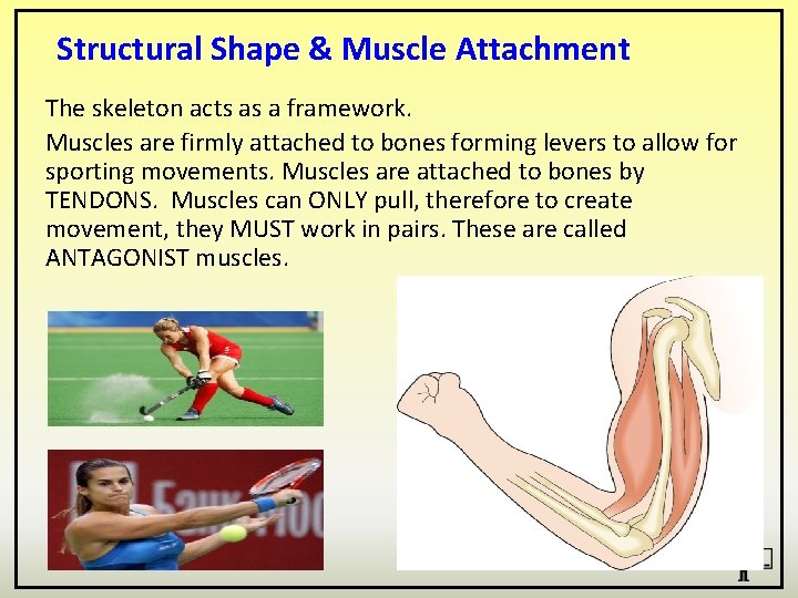 Structural Shape & Muscle Attachment The skeleton acts as a framework. Muscles are firmly