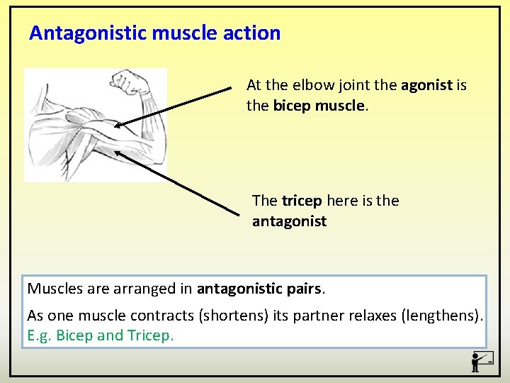 Antagonistic muscle action At the elbow joint the agonist is the bicep muscle. The