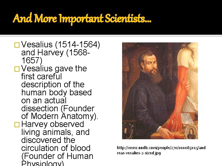 And More Important Scientists… � Vesalius (1514 -1564) and Harvey (15681657) � Vesalius gave