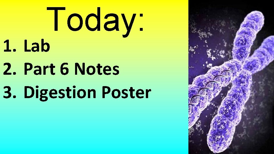 Today: 1. Lab 2. Part 6 Notes 3. Digestion Poster 