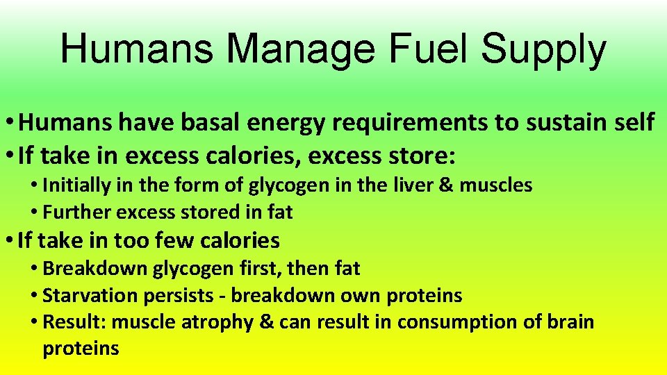 Humans Manage Fuel Supply • Humans have basal energy requirements to sustain self •