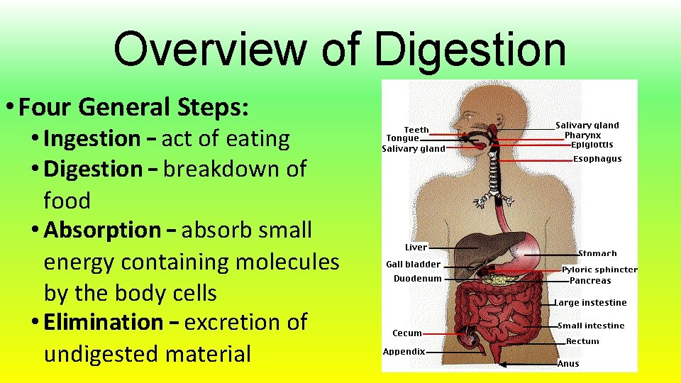 Overview of Digestion • Four General Steps: • Ingestion – act of eating •