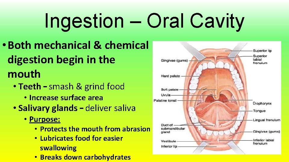 Ingestion – Oral Cavity • Both mechanical & chemical digestion begin in the mouth