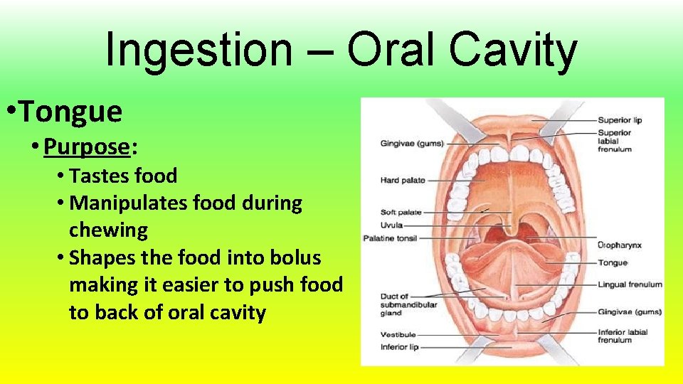 Ingestion – Oral Cavity • Tongue • Purpose: • Tastes food • Manipulates food