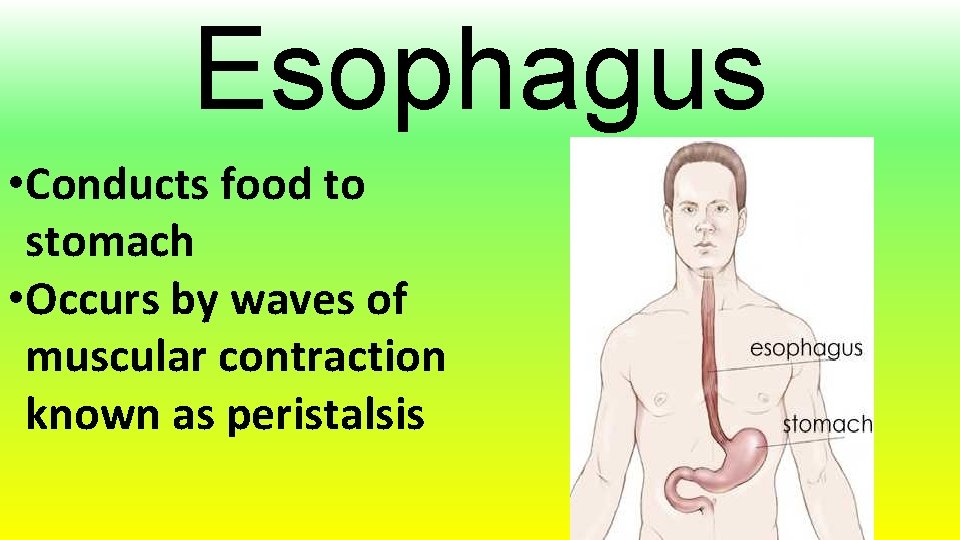 Esophagus • Conducts food to stomach • Occurs by waves of muscular contraction known