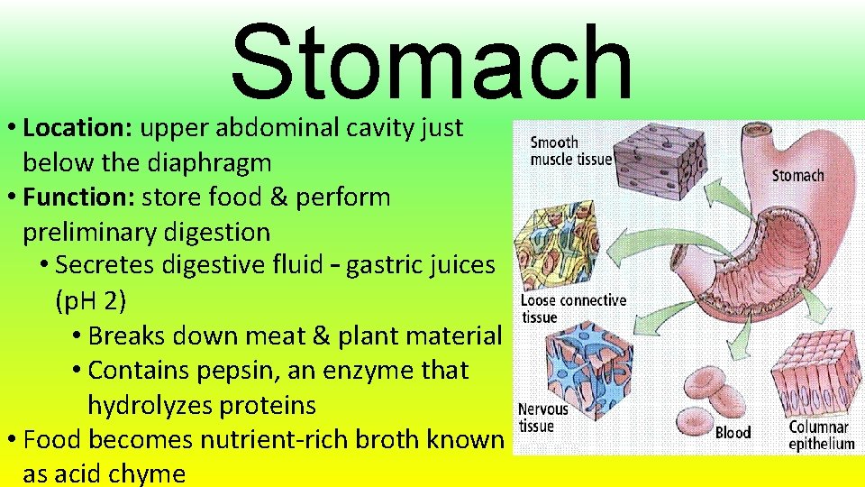 Stomach • Location: upper abdominal cavity just below the diaphragm • Function: store food