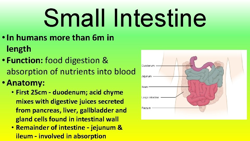 Small Intestine • In humans more than 6 m in length • Function: food