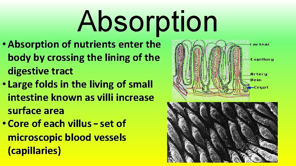 Absorption • Absorption of nutrients enter the body by crossing the lining of the