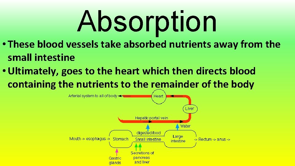 Absorption • These blood vessels take absorbed nutrients away from the small intestine •