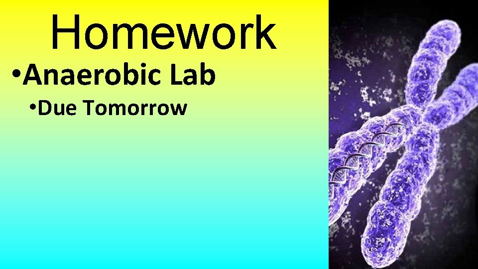 Homework • Anaerobic Lab • Due Tomorrow 