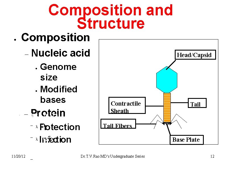 Composition and Structure Composition Nucleic • acid Genome size Modified bases Struc Pr T)