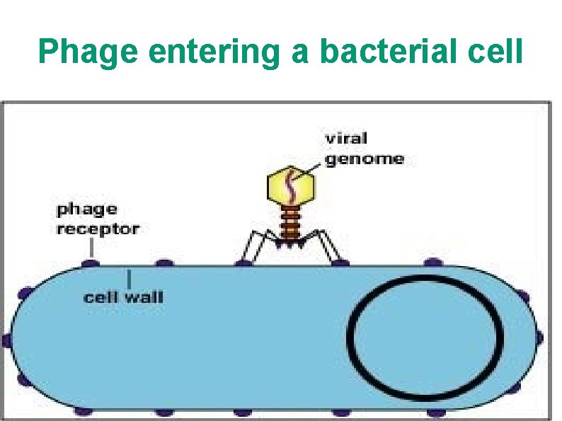 Phage entering a bacterial cell 