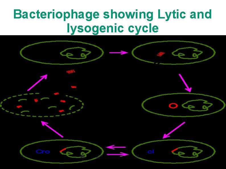 Bacteriophage showing Lytic and lysogenic cycle 12 Dr. T. Rao M grad e Ser