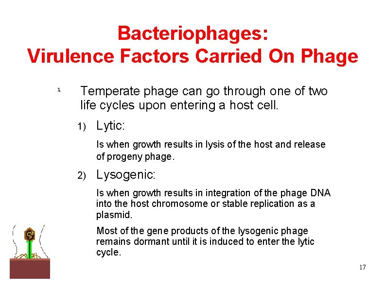 Bacteriophages: Virulence Factors Carried On Phage Temperate phage can go through one of two