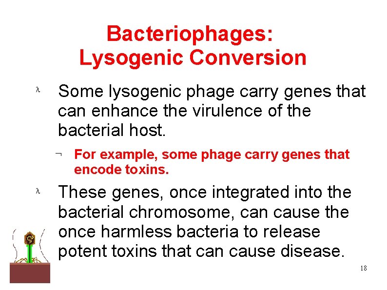 Bacteriophages: Lysogenic Conversion Some lysogenic phage carry genes that can enhance the virulence of
