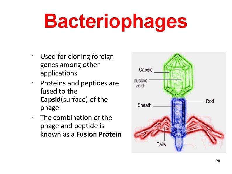 Bacteriophages • • • Used for cloning foreign genes among other applications Proteins and