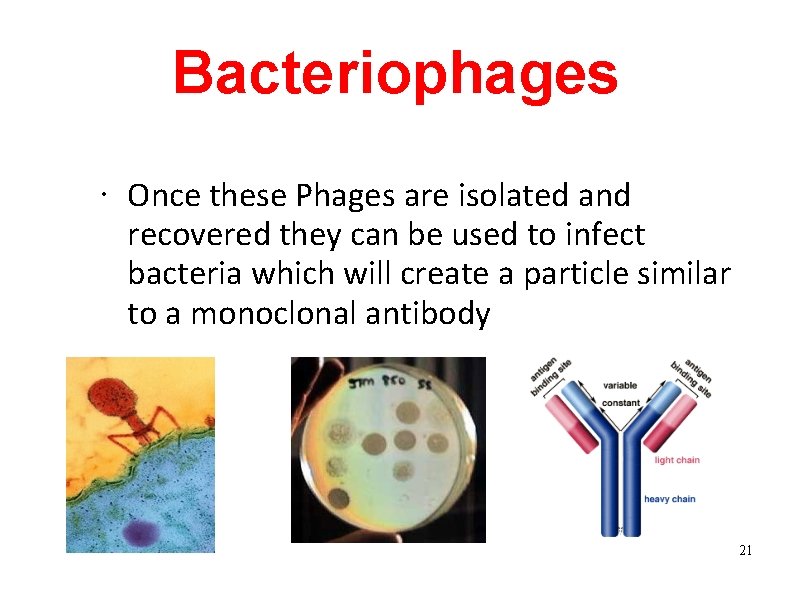Bacteriophages • Once these Phages are isolated and recovered they can be used to