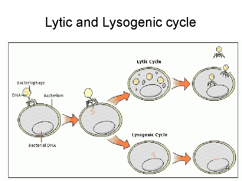 Lytic and Lysogenic cycle 22 