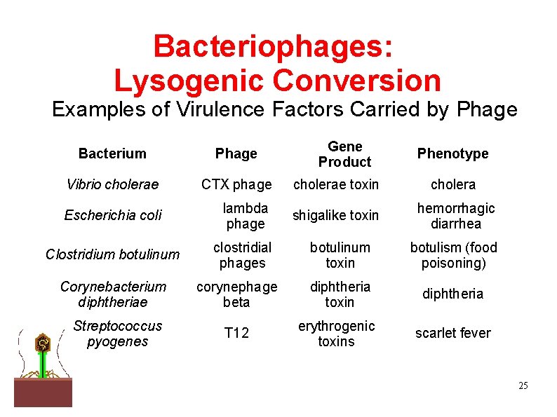 Bacteriophages: Lysogenic Conversion Examples of Virulence Factors Carried by Phage Gene Product Bacterium Phage