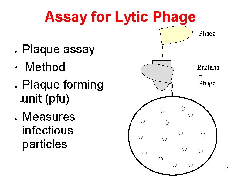 Assay for Lytic Phage • Plaque assay Method Plaque forming unit (pfu) – –