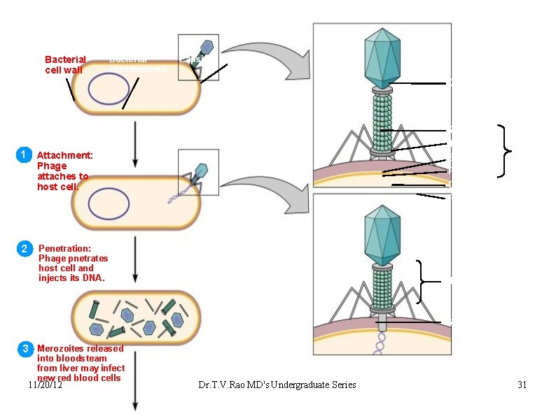 Bacterial cell wall Bacterial chromosome Capsid Ca S T 1 Attachment: Phage attaches to