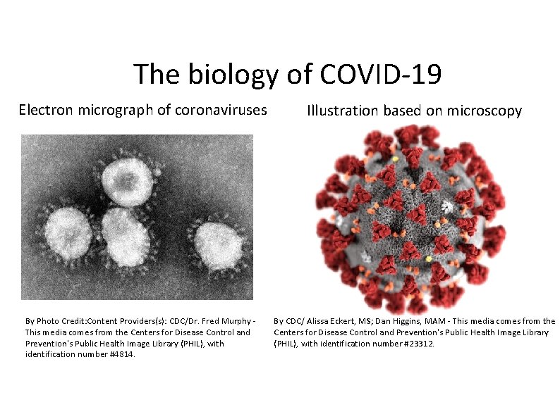The biology of COVID-19 Electron micrograph of coronaviruses Illustration based on microscopy By Photo