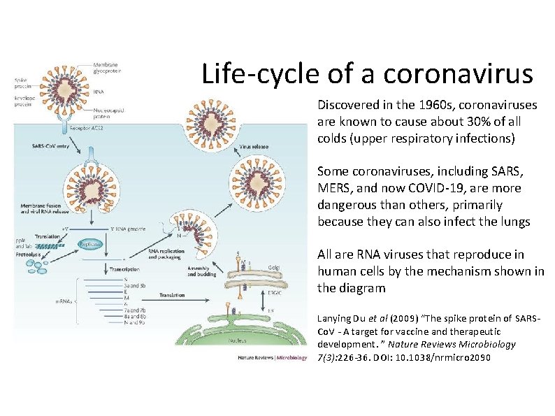 Life-cycle of a coronavirus Discovered in the 1960 s, coronaviruses are known to cause