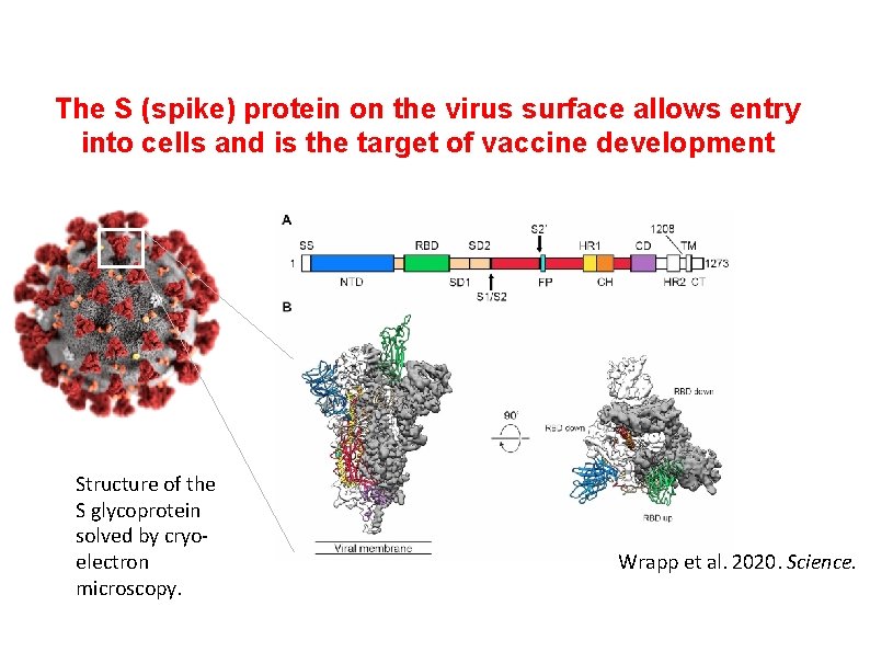 The S (spike) protein on the virus surface allows entry into cells and is