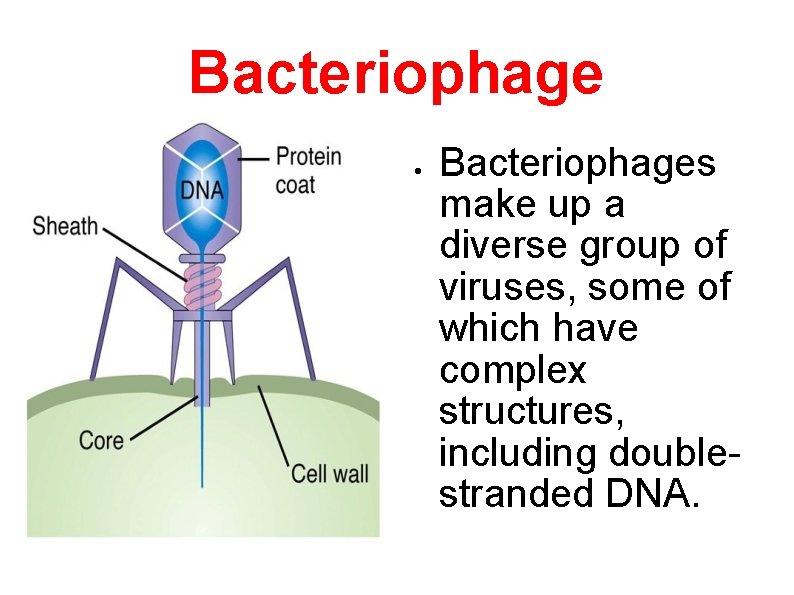 Bacteriophage Bacteriophages make up a diverse group of viruses, some of which have complex