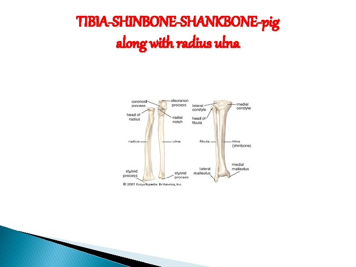 TIBIA-SHINBONE-SHANKBONE-pig along with radius ulna 