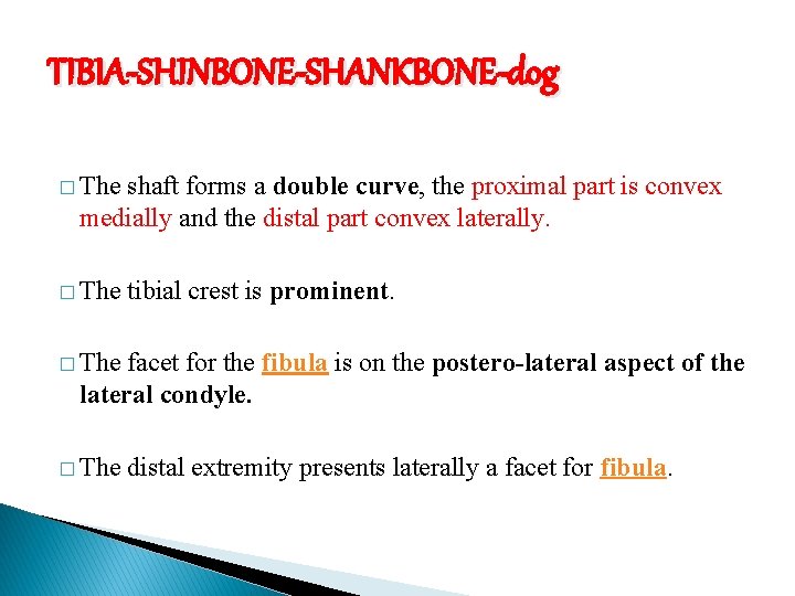 TIBIA-SHINBONE-SHANKBONE-dog � The shaft forms a double curve, the proximal part is convex medially