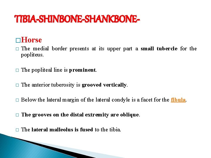 TIBIA-SHINBONE-SHANKBONE� Horse � The medial border presents at its upper part a small tubercle