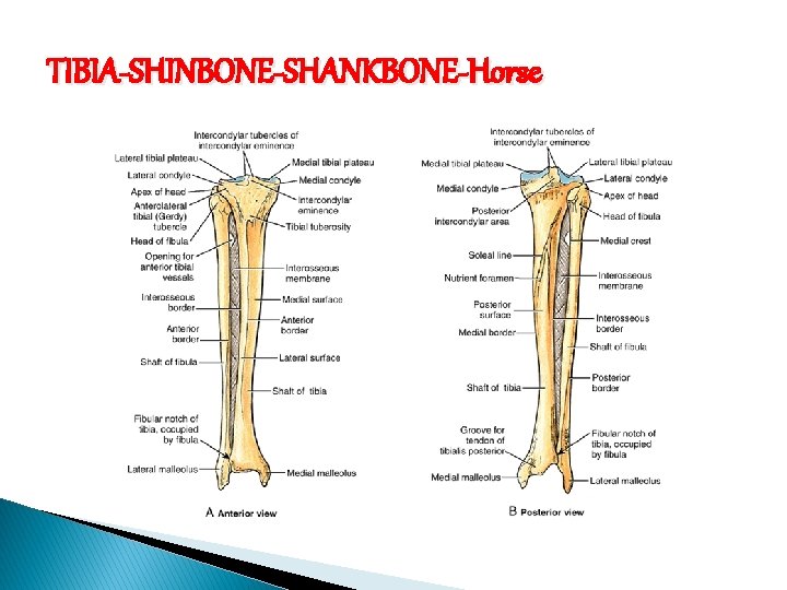 TIBIA-SHINBONE-SHANKBONE-Horse 