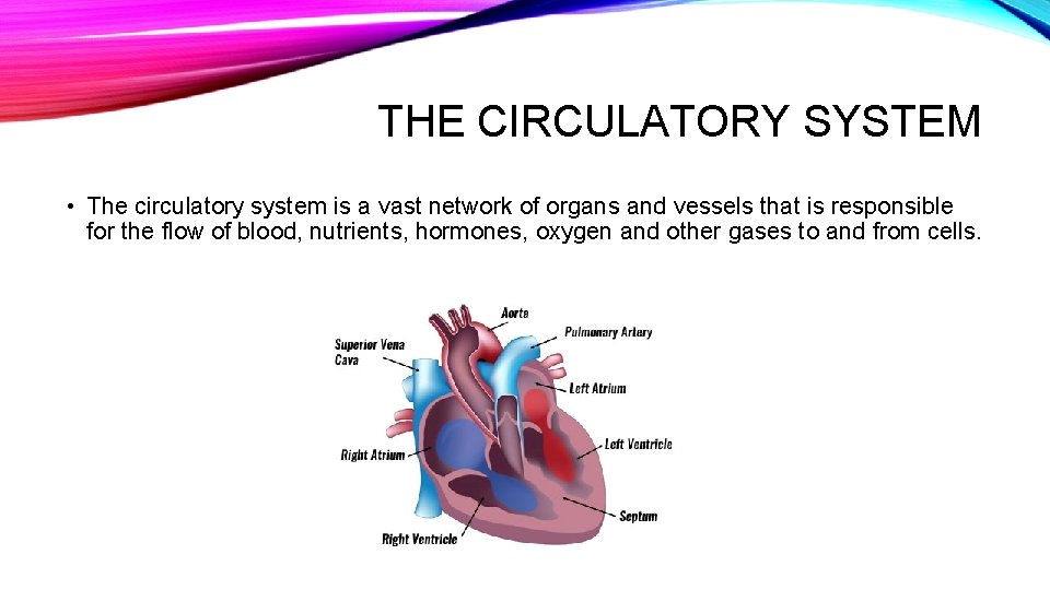 THE CIRCULATORY SYSTEM • The circulatory system is a vast network of organs and