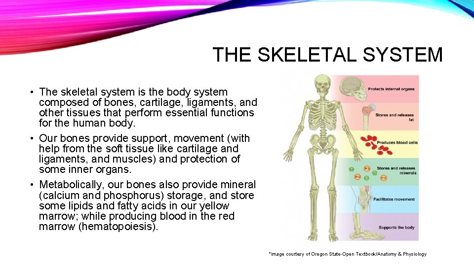 THE SKELETAL SYSTEM • The skeletal system is the body system composed of bones,