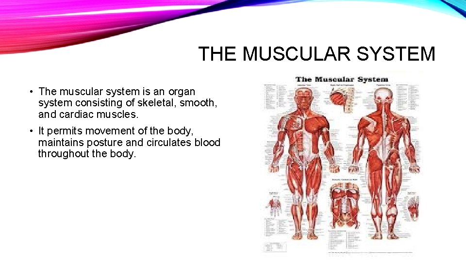 THE MUSCULAR SYSTEM • The muscular system is an organ system consisting of skeletal,