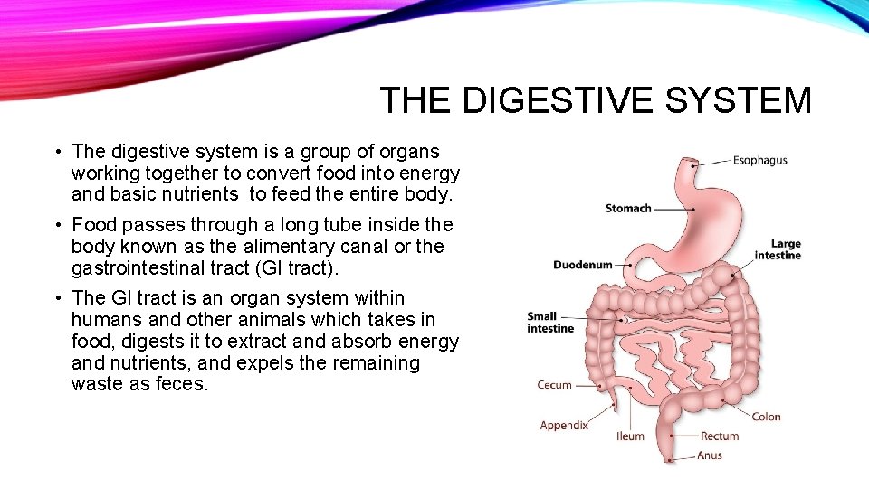 THE DIGESTIVE SYSTEM • The digestive system is a group of organs working together