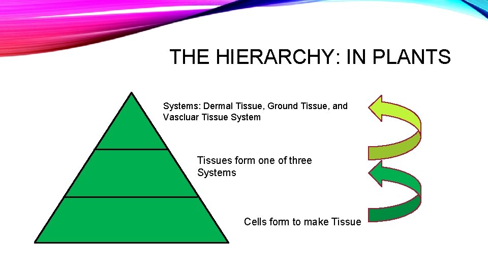 THE HIERARCHY: IN PLANTS Systems: Dermal Tissue, Ground Tissue, and Vascluar Tissue System Tissues