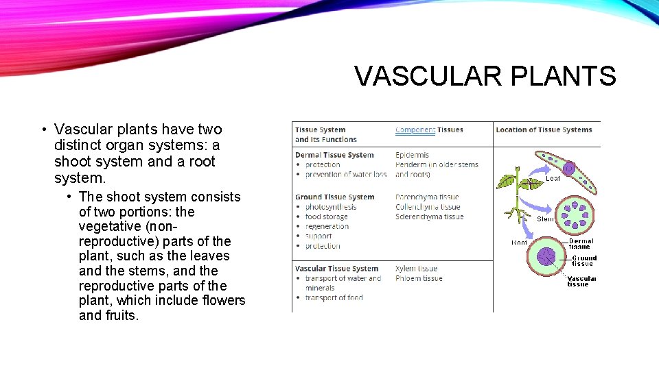 VASCULAR PLANTS • Vascular plants have two distinct organ systems: a shoot system and