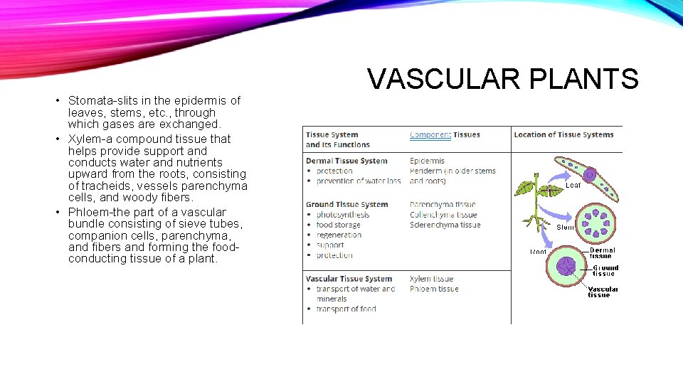  • Stomata-slits in the epidermis of leaves, stems, etc. , through which gases