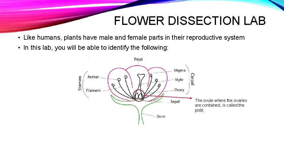 FLOWER DISSECTION LAB • Like humans, plants have male and female parts in their