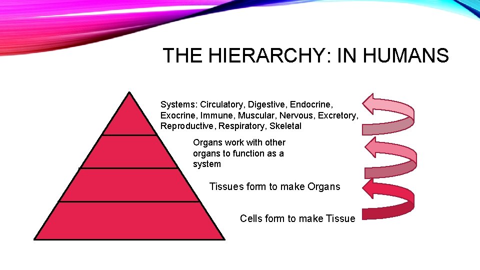 THE HIERARCHY: IN HUMANS Systems: Circulatory, Digestive, Endocrine, Exocrine, Immune, Muscular, Nervous, Excretory, Reproductive,