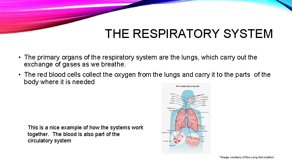 THE RESPIRATORY SYSTEM • The primary organs of the respiratory system are the lungs,