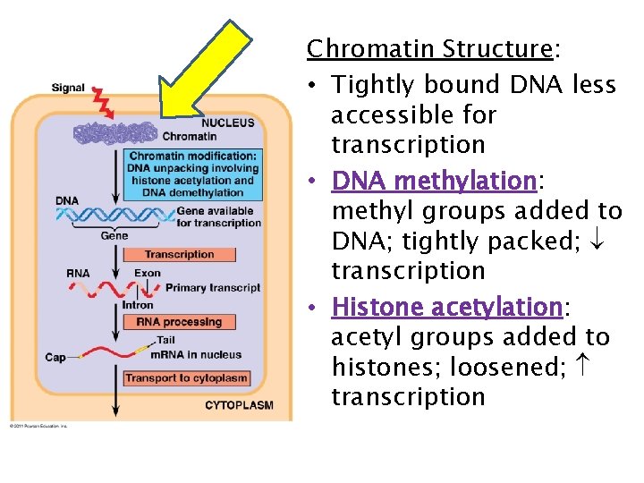 Chromatin Structure: • Tightly bound DNA less accessible for transcription • DNA methylation: methyl