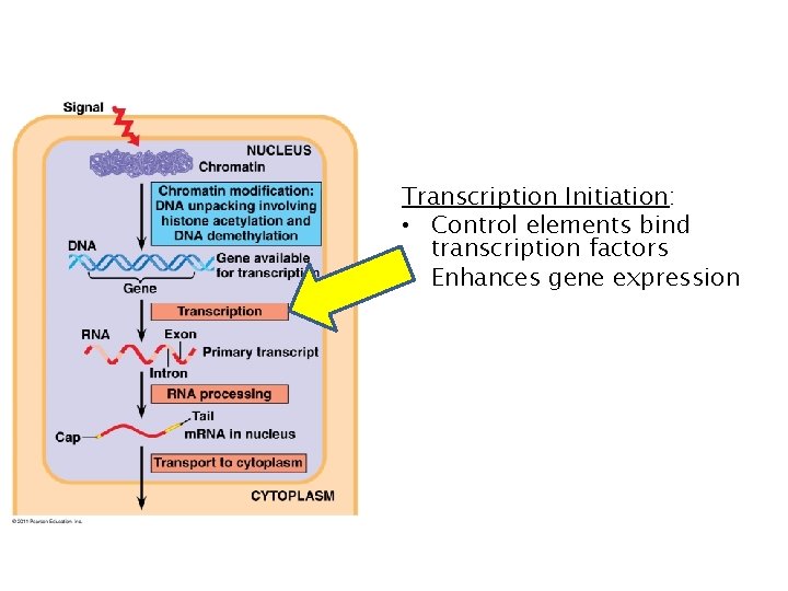Transcription Initiation: • Control elements bind transcription factors • Enhances gene expression 
