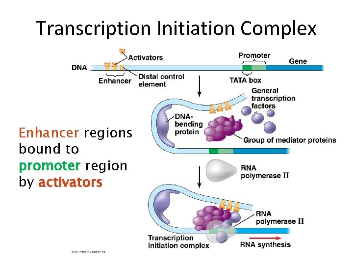 Transcription Initiation Complex Enhancer regions bound to promoter region by activators 