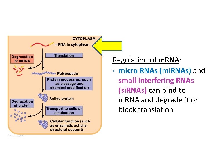 Regulation of m. RNA: • micro RNAs (mi. RNAs) and small interfering RNAs (si.