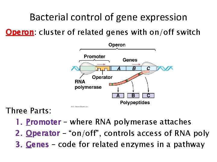 Bacterial control of gene expression Operon: Operon cluster of related genes with on/off switch