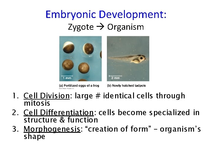 Embryonic Development: Zygote Organism 1. Cell Division: large # identical cells through mitosis 2.